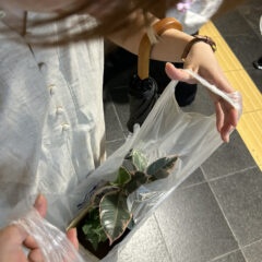 友人、植物を買う。