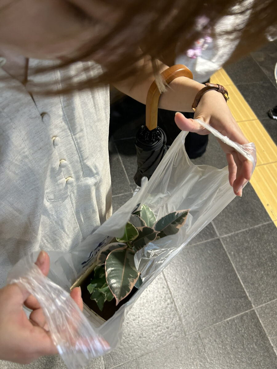 友人、植物を買う。